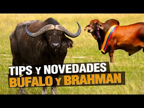 Tips y Novedades en Ganadería - BÚFALO and Brahman Bull
