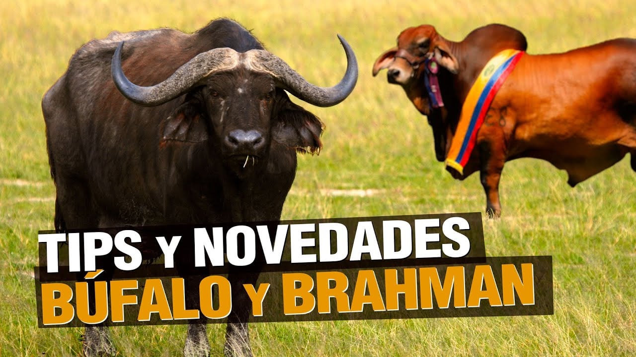 Tips y Novedades en Ganadería - BÚFALO and Brahman Bull