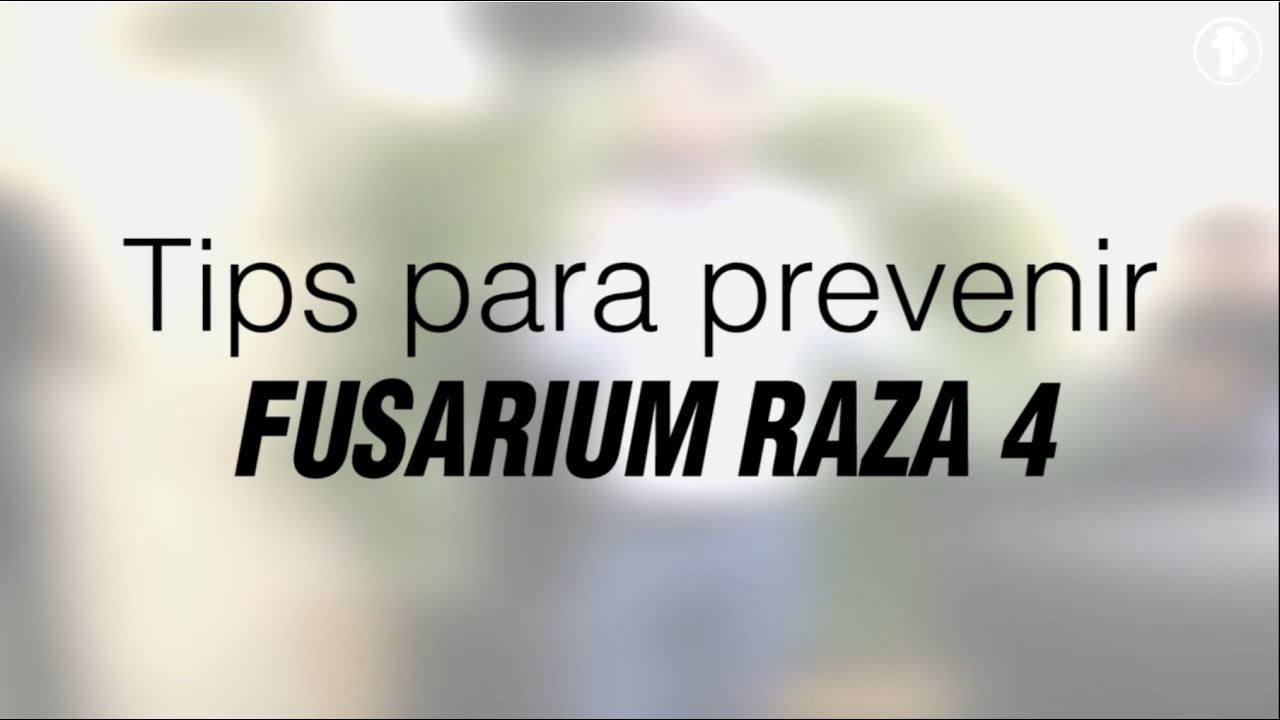 El Fusarium Raza 4 / R4T