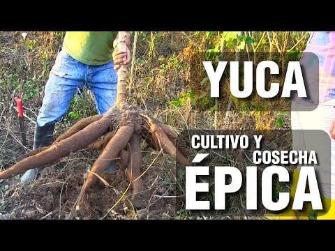 YUCA: Cultivo y Cosecha Épica