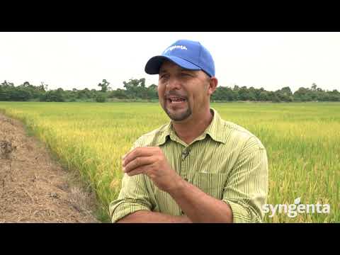 Semillas Bioactivadas de ARROZ