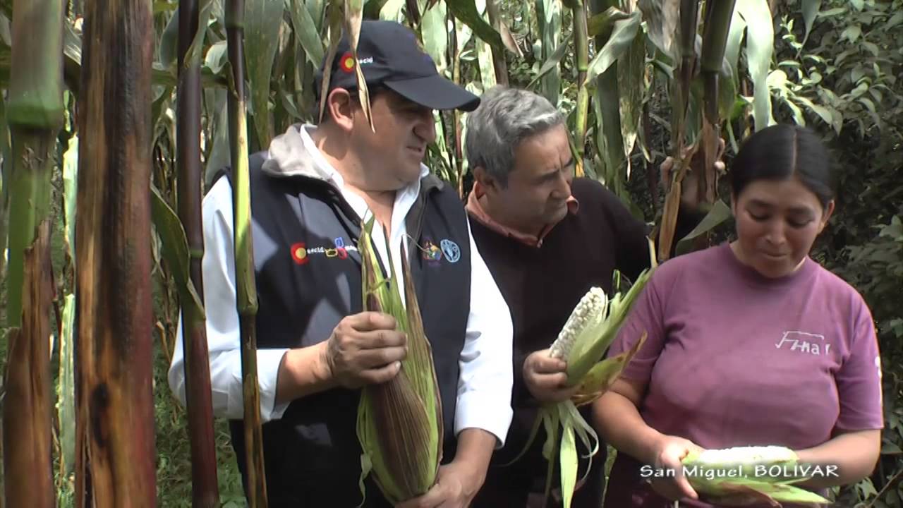 Cultivo de Maíz Blanco en Ecuador | Elproductor.com