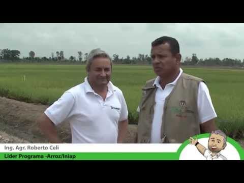 VARIEDADES DE ARROZ PARA EL 2015 EN ECUADOR