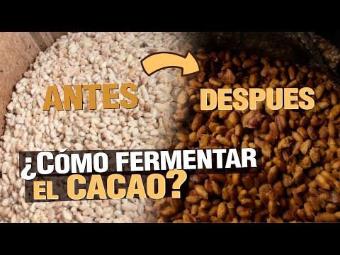 CACAO de Fino Aroma - Fermentación Paso a Paso