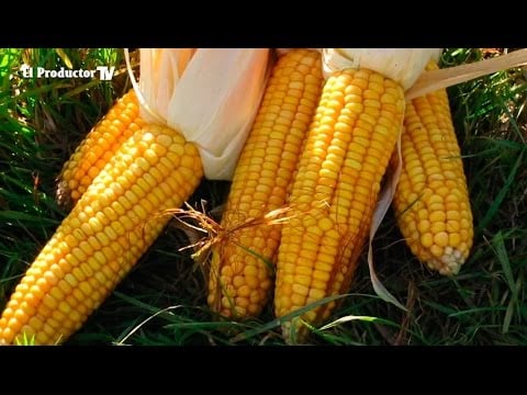 ¿Cómo cultivar MAÍZ en invierno?