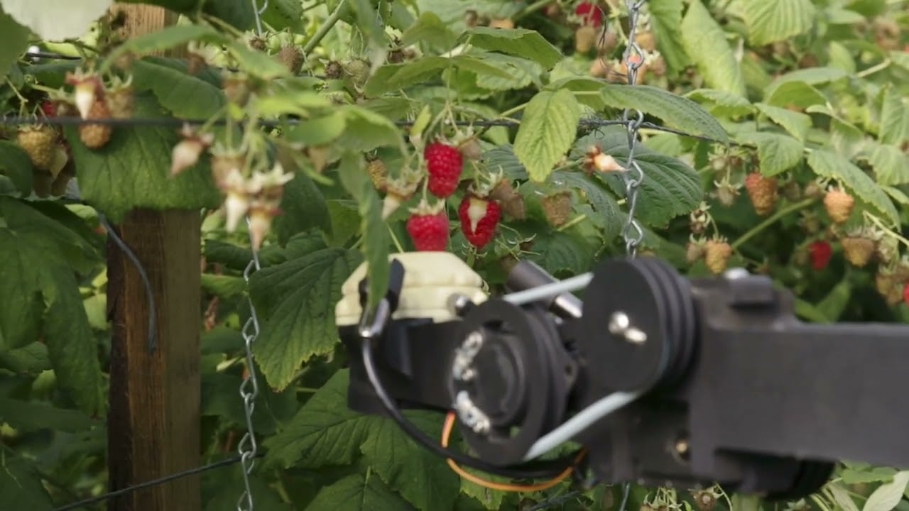 ¿Cuál es el estado actual de la robótica en la fruticultura y las oportunidades de negocio?