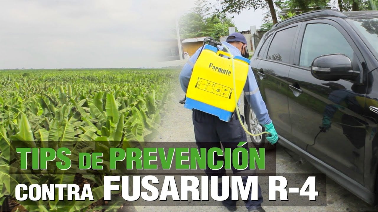TIPS de Bioseguridad contra Fusarium R-4 ( Plátano / Banano )