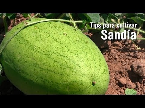 Tips para cultivar SANDÍA
