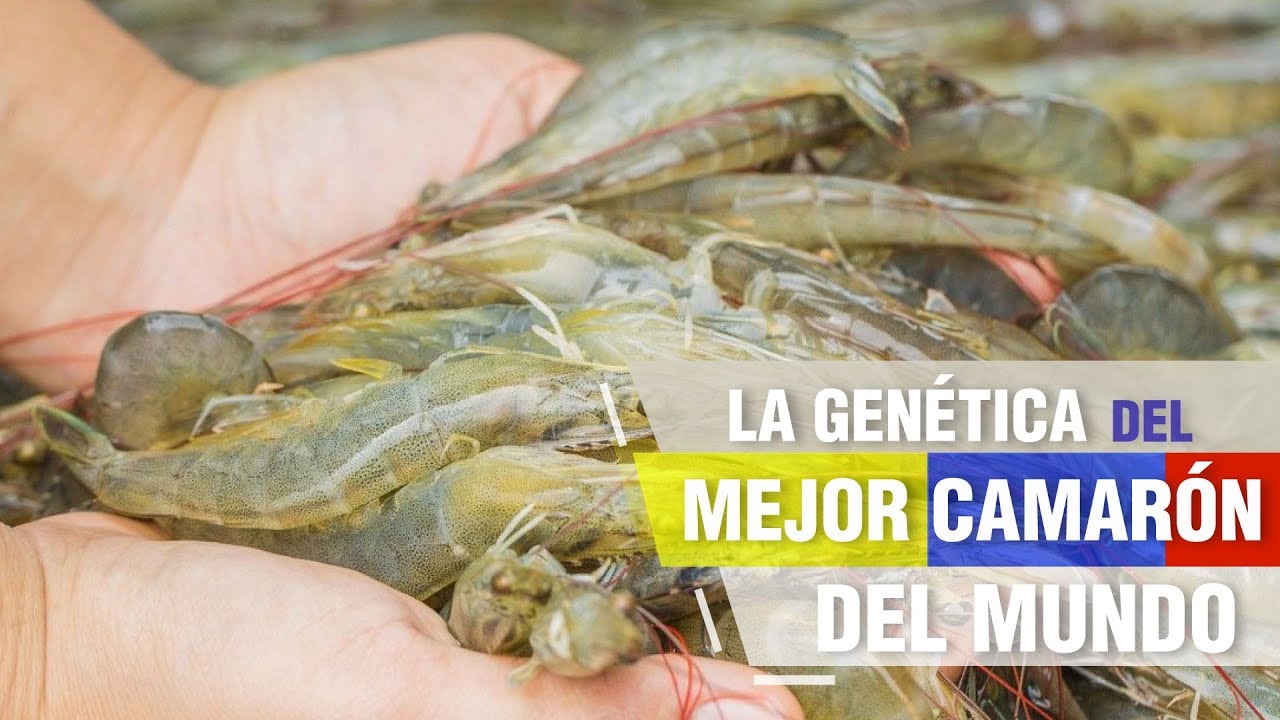 La Genética del MEJOR CAMARÓN del mundo