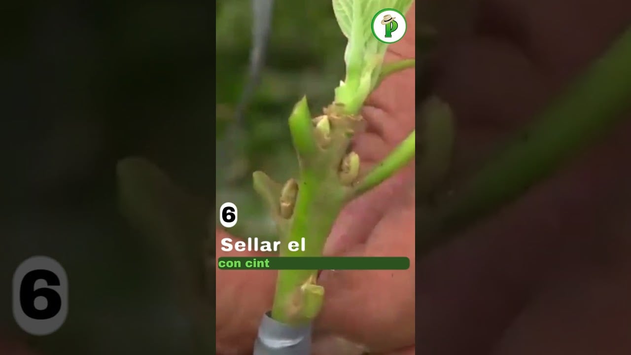 ¿Cómo hacer un injerto de aguacate paso a paso?