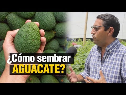 ¿ Cómo sembrar AGUACATE ? - Paso a Paso