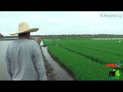 Producción arrocera sube con uso de Biotecnológicos