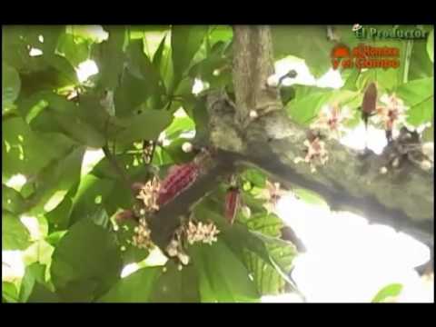 Recursos Forestales del Ecuador