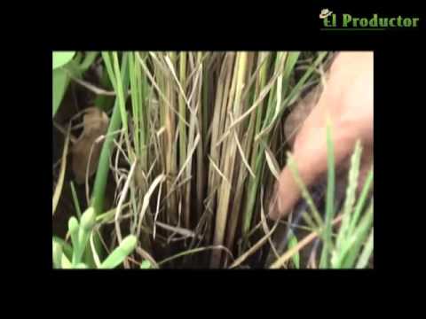 Conjunto de enfermedades tumban la productividad del arroz en la…
