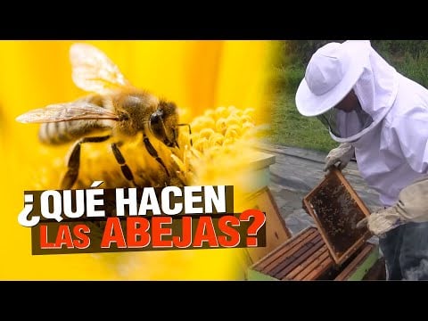 ¿ Qué hacen las LAS ABEJAS ? - Importancia de la Apicultura