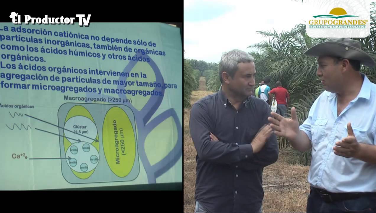 ¿Cómo aumentar la producción de Palma Aceitera / Africana |…