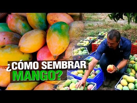 ¿ Cómo sembrar MANGO ? - Paso a Paso