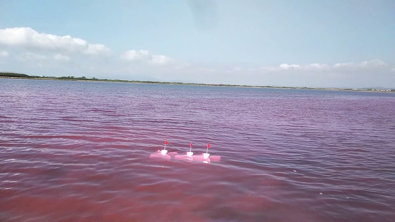 España: Teñir las aguas de riego para estudiar el impacto de los pesticidas en el cultivo de bivalvos en el Delta