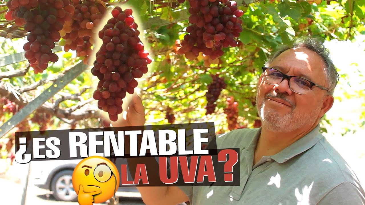 El Cultivo de UVA ¿Cómo empezar? Paso a Paso