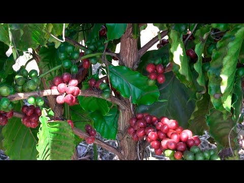 El Cultivo de CAFÉ Robusta