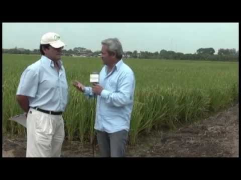 Nueva Variedad de Semilla de Arroz INIAP FLAR 01 para Ecuador |…