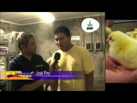 La Avicultura en Ecuador | Elproductor.com