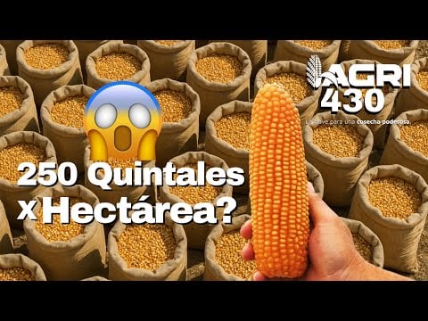 ¿Lanzan Híbrido de MAÍZ que rinde hasta 250 quintales en pleno…