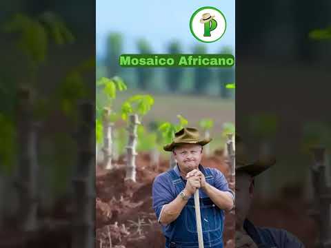 3 Plagas que Destruyen tu Cultivo de Yuca #agricultura #agro #mexico…