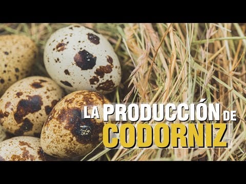 La Cría y Producción de Codornices
