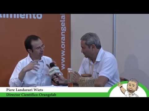 Plantas Meristemáticas de Banano