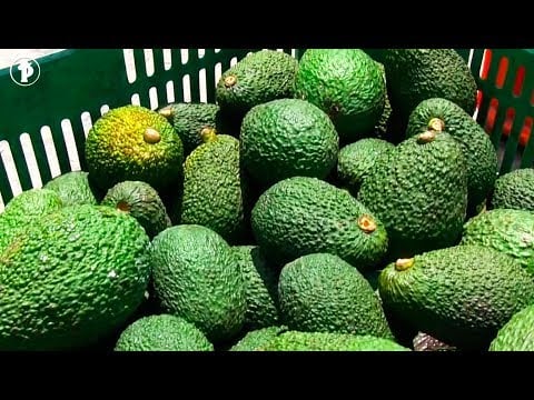 ¿Cómo cultivar AGUACATE HASS? | Palta