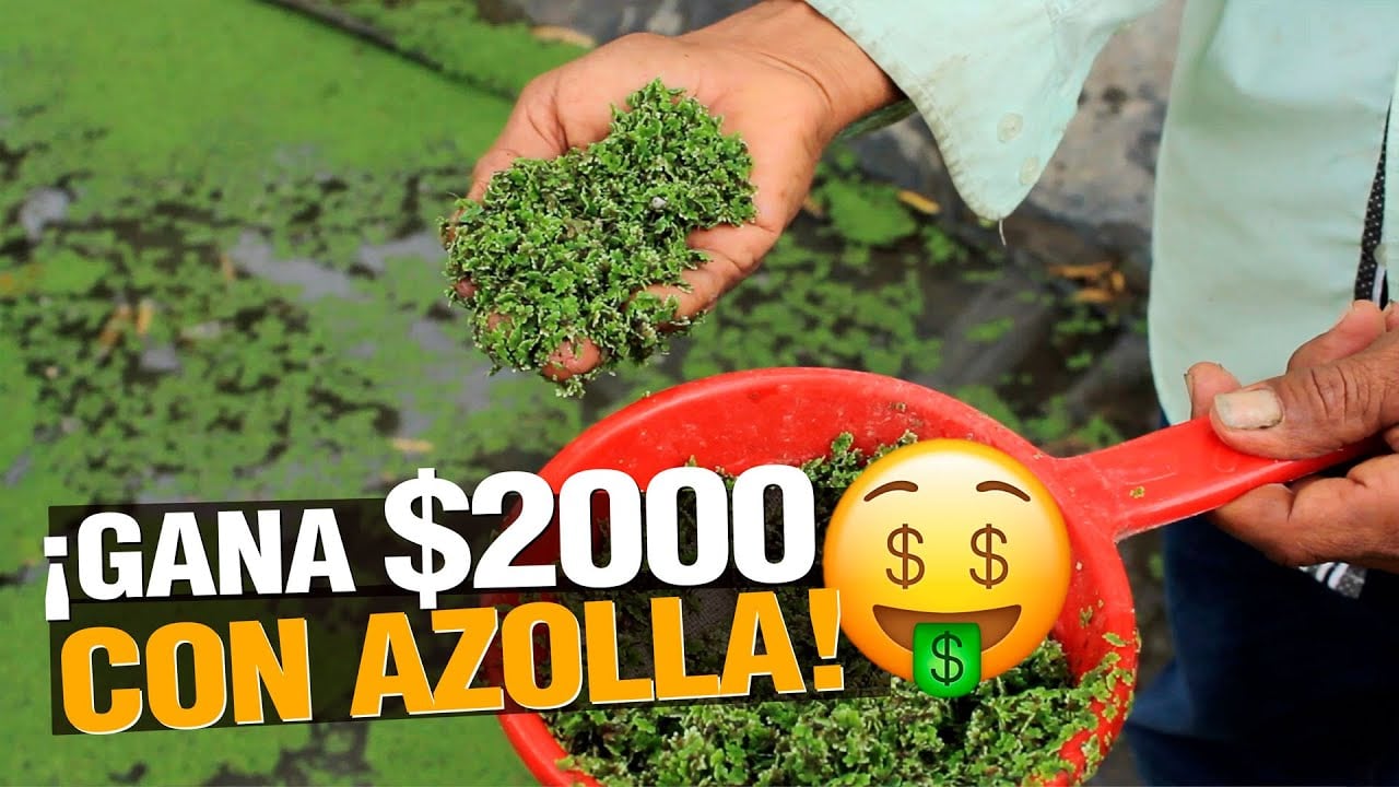 ¿ Cómo Ganar $2000 con Azolla ? El fertilizante orgánico