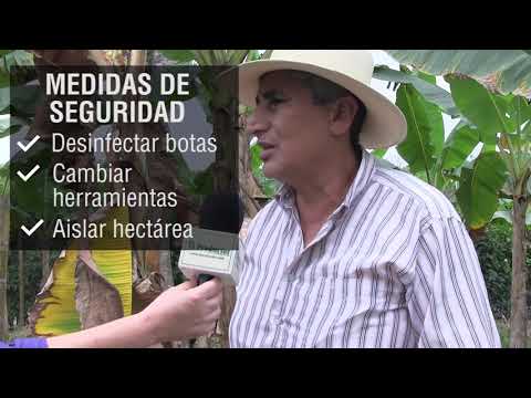 ¿Cómo afecta el Moko al cultivo de plátano?