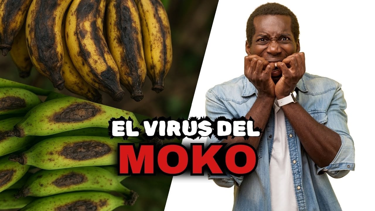 El MOKO está MATANDO las plantaciones