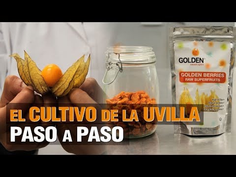 El cultivo de la UVILLA ( Goldenberry ) - Paso a Paso