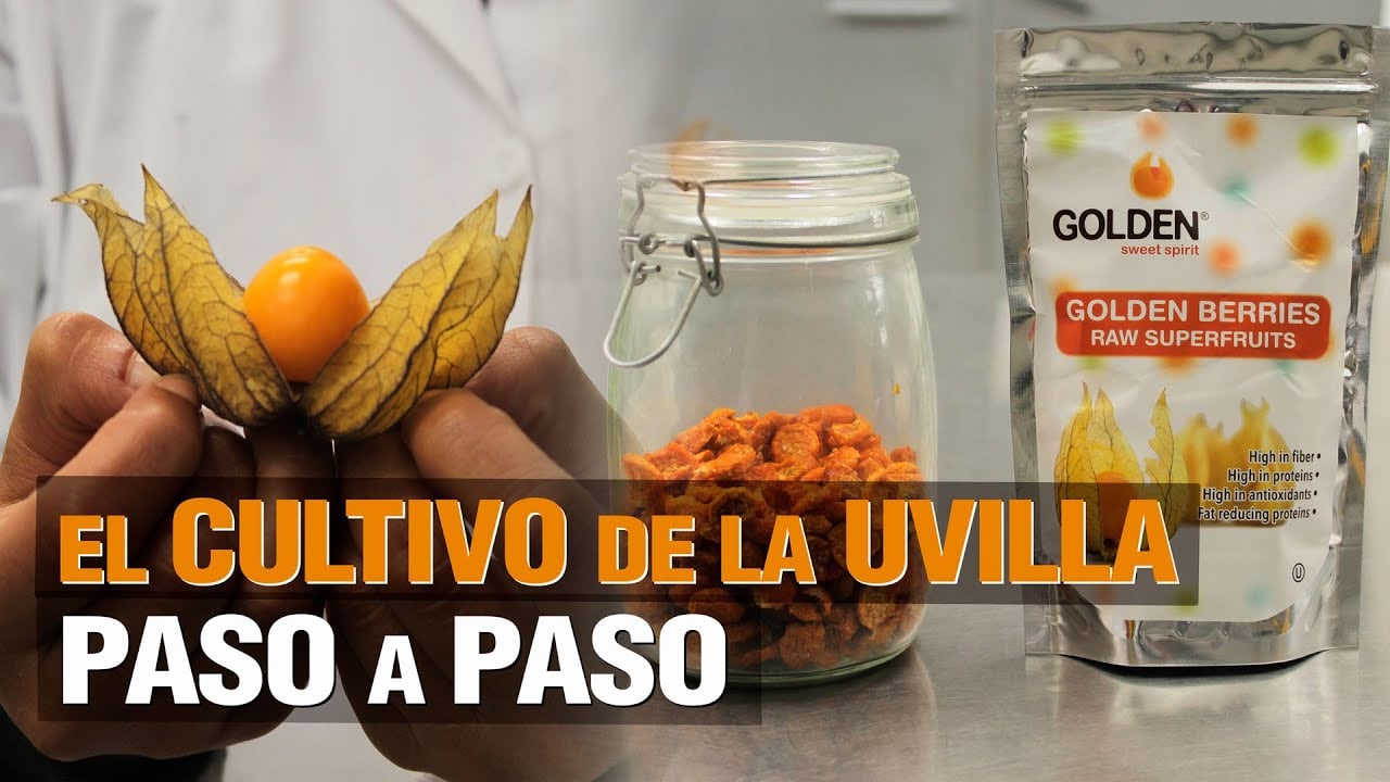 El cultivo de la UVILLA ( Goldenberry ) - Paso a Paso