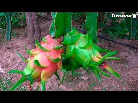 EL CULTIVO DE PITAHAYA ROJA