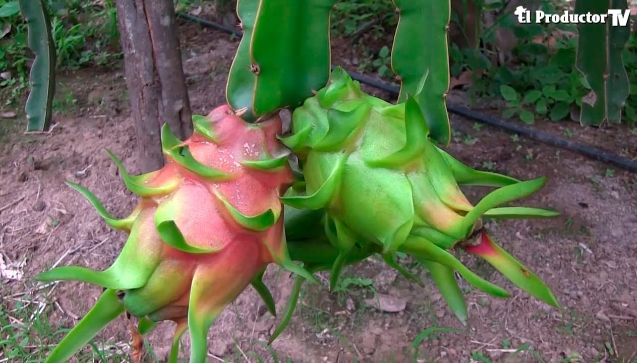 EL CULTIVO DE PITAHAYA ROJA
