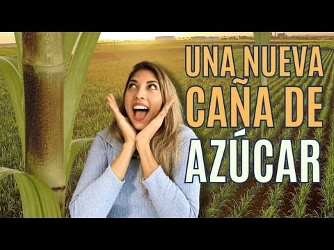 ¿Cómo Es La Nueva Caña De Azúcar Ecuatoriana ?