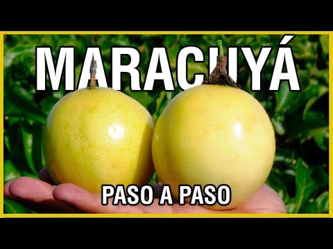 El cultivo de Maracuyá - PASO A PASO - El productor TV