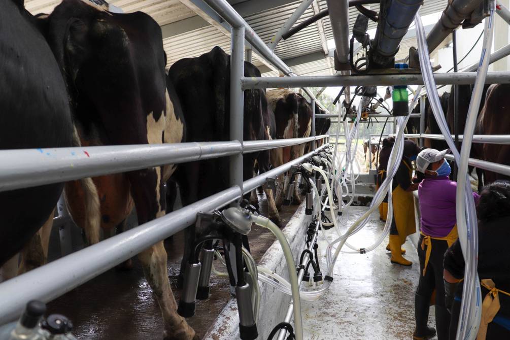 ECUADOR: Sector lechero gana estabilidad por menor oferta