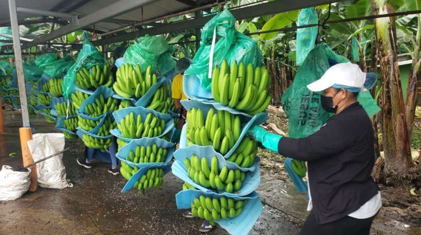 Banano: Europa impulsa las exportaciones de Ecuador