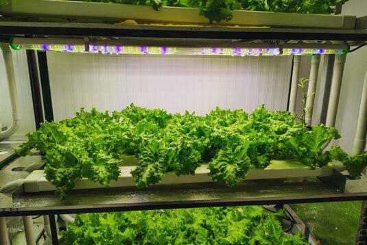 ARGENTINA: La agricultura vertical multiplica rendimientos y reduce el uso de agua