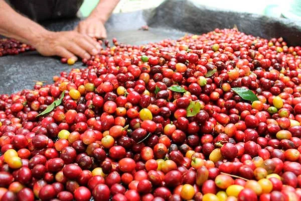 Ecuador mejora las exportaciones de café en grano