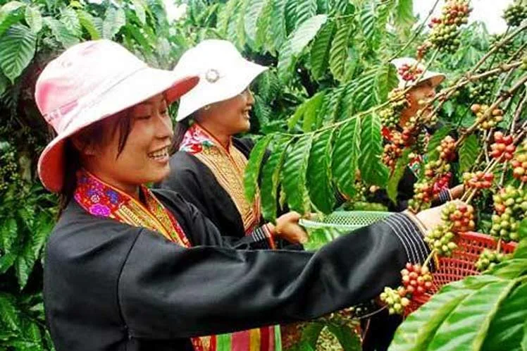 Crecen embarques de café de Vietnam, segundo suministrador mundial