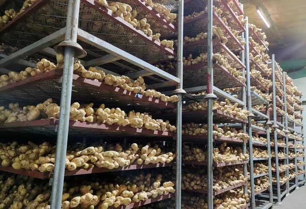 El precio de exportación del jengibre chino ha aumentado un 40%
