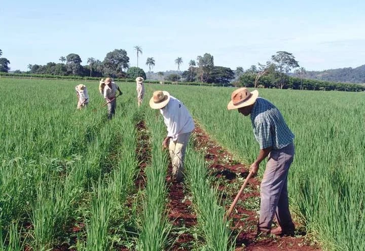 Qué necesita el agro del próximo presidente de la República <h4>Quinta parte<h4>