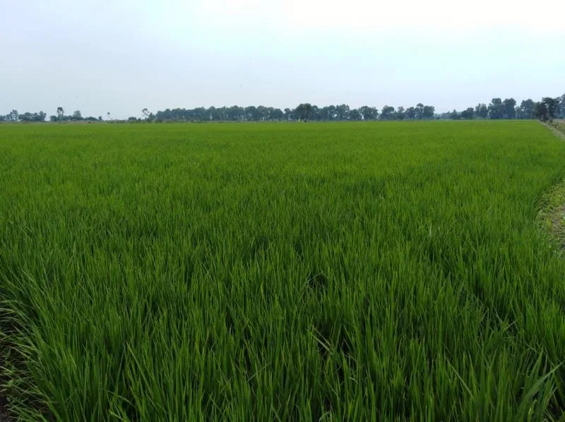 Perú: Piura sembrará más de 43 mil hectáreas de arroz en campaña grande