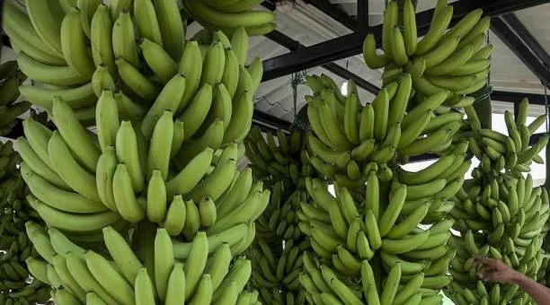 Aumentan un 14% las exportaciones de banano desde el Caribe colombiano