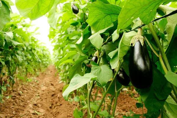 Las buenas prácticas agrícolas ya son obligatorias para la producción de hortalizas en Argentina